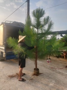 CÂY THÔNG CÔNG TRÌNH