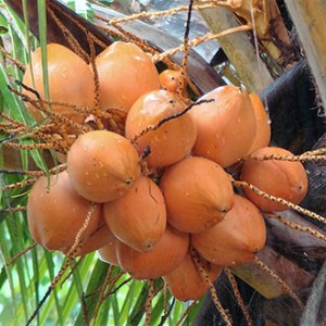 Giống dừa xiêm đỏ