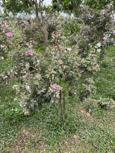 Cây Sim Rừng Giống