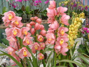 Hoa Địa Lan Đẹp