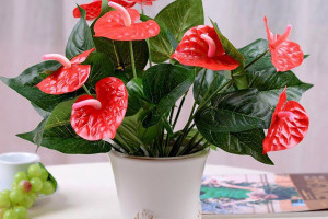 Cây Hồng Môn Đẹp