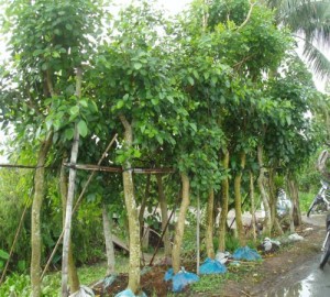 HOÀNG HẬU ĐỎ - OSAKA ĐỎ