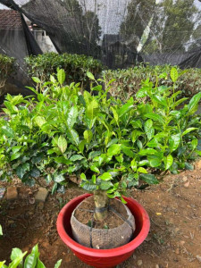 Cây Chè Xanh Cổ Thụ