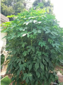 Giống Cây Mì Chính