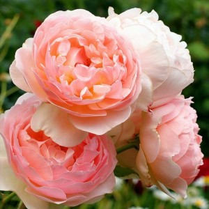 Giống hoa hồng abraham