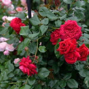 Giống hoa hồng republique