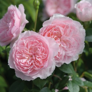 Giống hoa hồng wissleygle