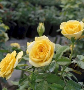 Giống hoa hồng vàng pháp