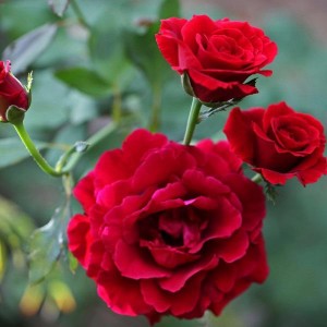 Giống hoa hồng đỏ pháp