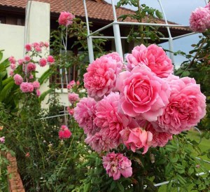 Giống hoa hồng huntington