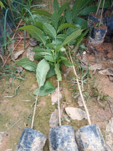 Giống Cây Đinh Hương