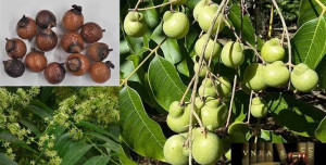 Cây Bồ Hòn Công Trình