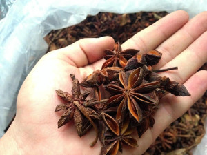 Cây Hồi Công Trình