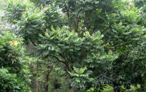 Cây Lát Hoa Công Trình