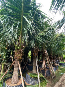 Cây Dừa Công Trình