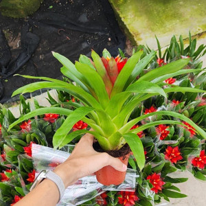 Hoa Lan Đuốc Đẹp