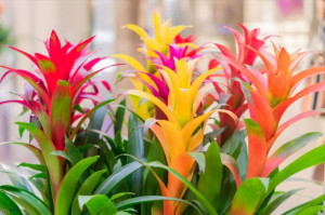 Hoa Lan Đuốc Chơi Tết