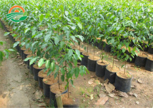 GIỐNG CÂY SAO ĐEN