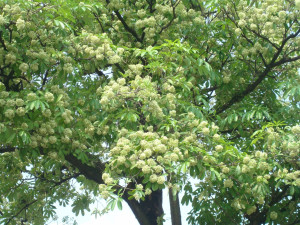 Cây hoa sữa công trình