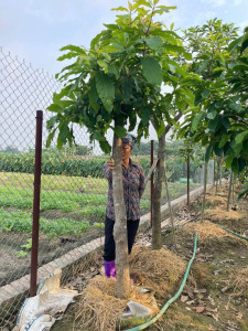 Cây lộc vừng công trình