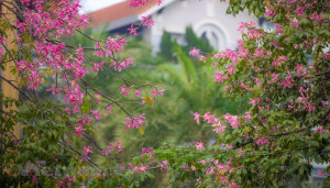 Cây Mỹ Nhân