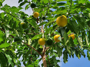 Cây Vú Sữa Hoàng Kim