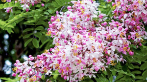 Cây Muồng Hoa Đào