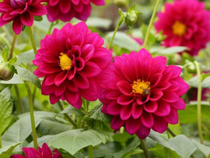 Hoa Thược Dược