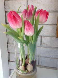 Hoa Tulip Đẹp Chơi Tết