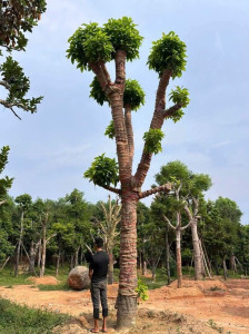 Cây Ngọc Lan Công Trình
