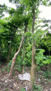 Cây Móng Bò Công Trình