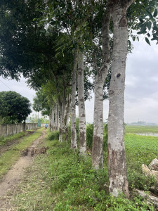 Cây Xà Cừ Công Trình