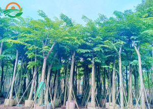 Cây Giáng Hương Công Trình