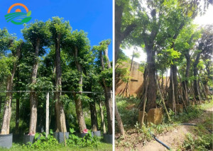 Cây Giáng Hương Cổ Thụ