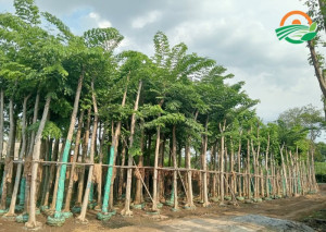 Giáng Hương