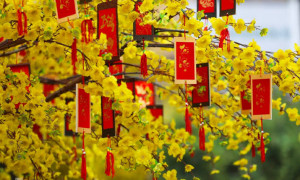 Hoa Mai Vàng Chơi Tết