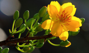 Chậu Hoa Mai Vàng Tết 