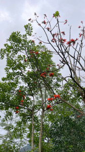 Cây Hoa Gạo Công Trình