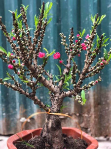 Hoa Đào Thất Thốn Chơi Tết