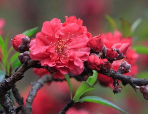 Hoa Đào Thất Thốn Đẹp