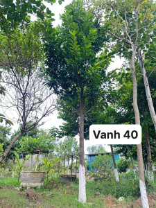 Cây Chay Công Trình