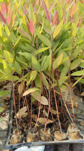 Giống Cây Bạch Đàn Cao Sản R39