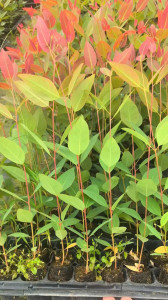Giống cây bạch đàn mô 4533